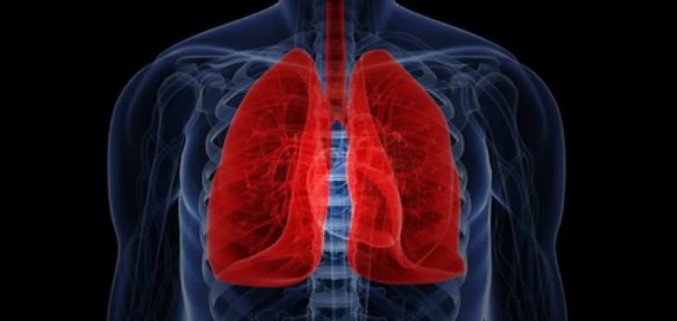 The Lungs