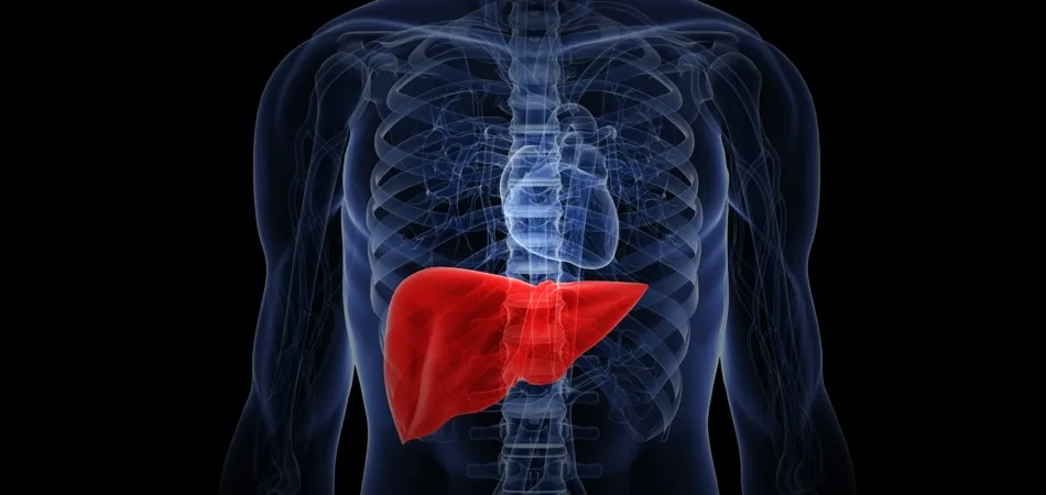 The Liver